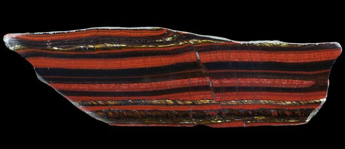 Polished Tiger Iron Stromatolite - ( Billion Years) #65535